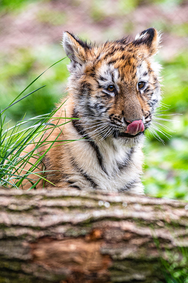 tiger, tiger cub, protruding tongue, funny, cute, HD phone wallpaper