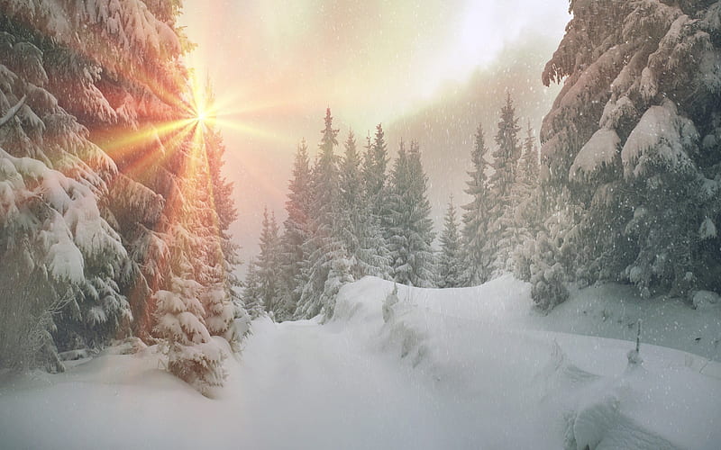 snow, forest, morning, wounds, winter, HD wallpaper