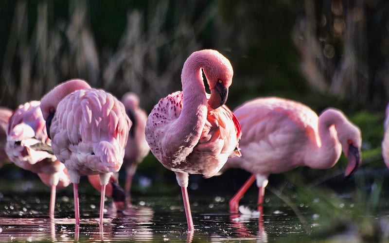 flamingos, close-up, wildlife, pink birds, pink flamingos, Phoenicopterus, flamingos on lake, HD wallpaper