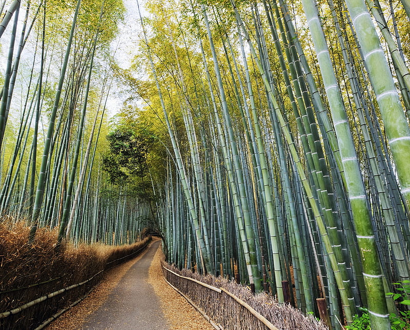 Bamboo Forest Kyoto, bamboo forest, japan, kyoto, HD wallpaper