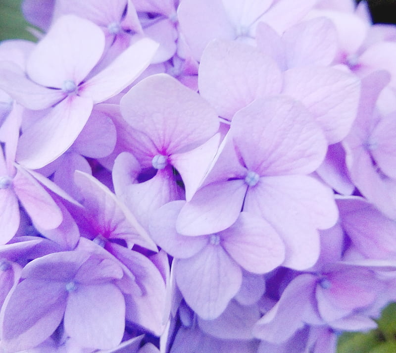 Hortensia, flor, naturaleza, Fondo de pantalla HD | Peakpx
