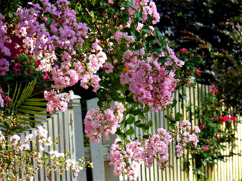 Mississippi flowers over a picket fence, mississippi, pink blooms, flowers, picket fence, crepe myrtle, HD wallpaper