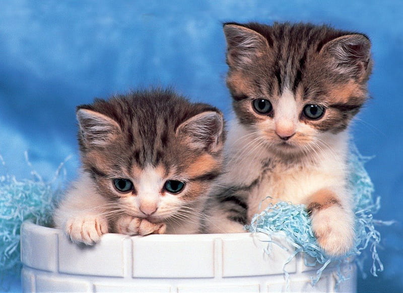 Look up!, playing, look, fluffy, kittens, adorable, sweet, cute, kitties, cats, friends, blue, HD wallpaper
