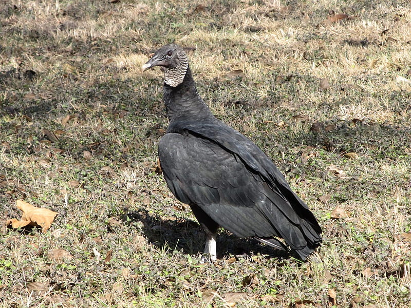 Black Vultures among Texas 'buzzards', HD wallpaper