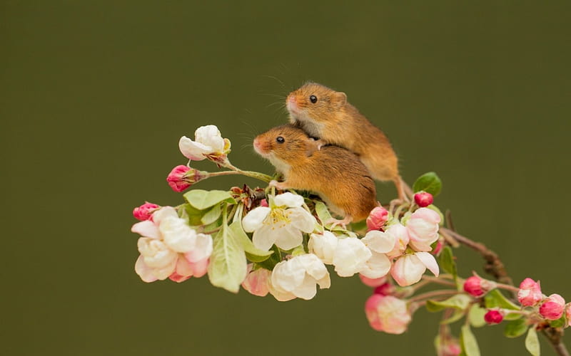 Mice, spring, animal, cute, green, mouse, pars, flower, rodent, white, pink, couple, HD wallpaper