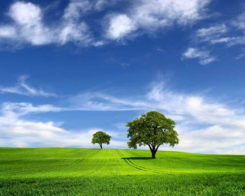 Clear Sky, nature, sky, trees, field, HD wallpaper | Peakpx