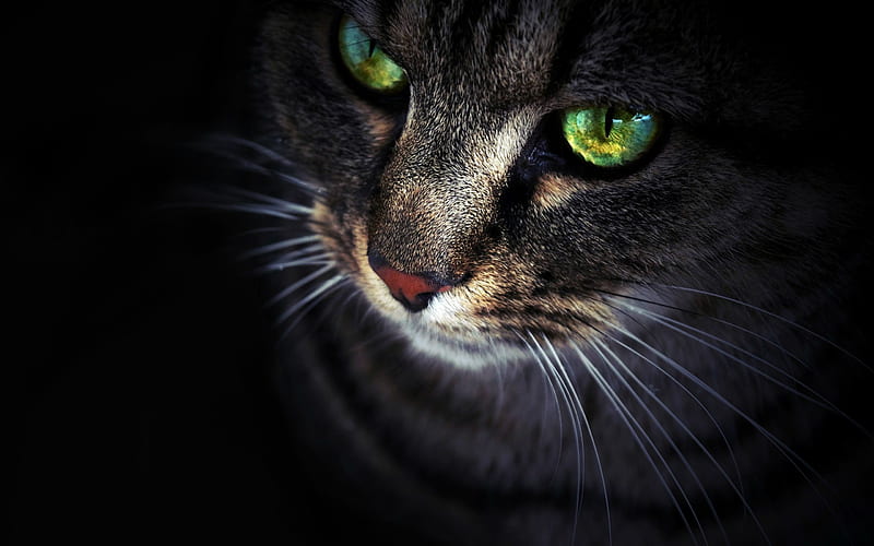 green eyes, cat, cat's eye, cats, kochi, HD wallpaper