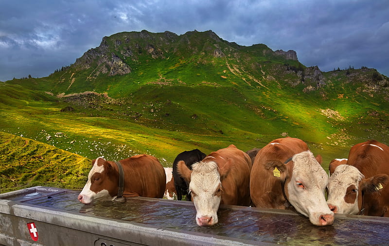Animal, Cow, Herd, Mountain, HD wallpaper