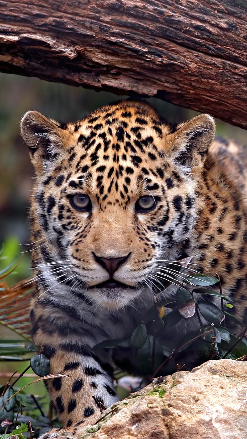Jaguar , leopard, predator, wildlife, HD phone wallpaper