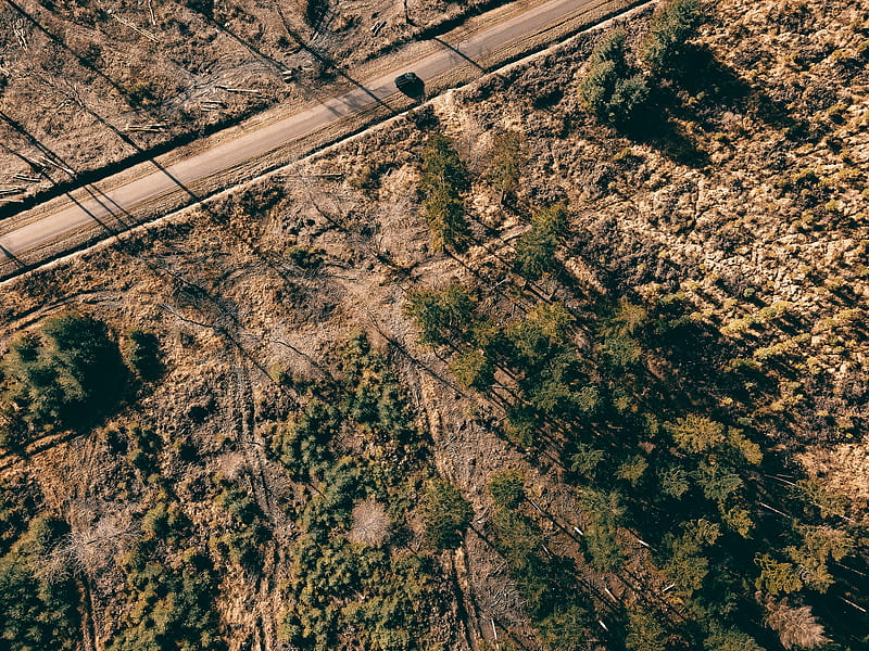 aerial view of road in the middle of trees, HD wallpaper