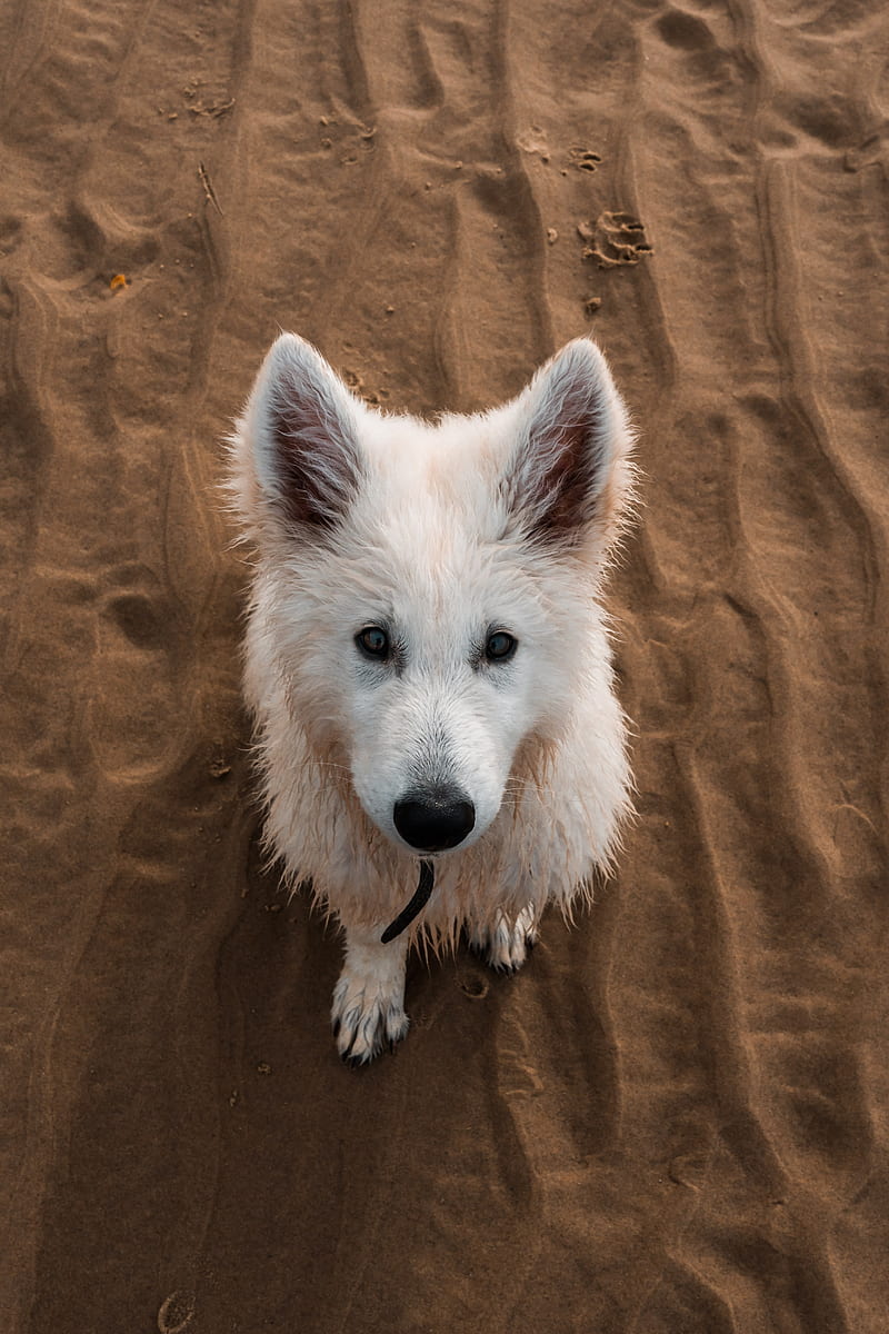dog, white, cute, sand, HD phone wallpaper