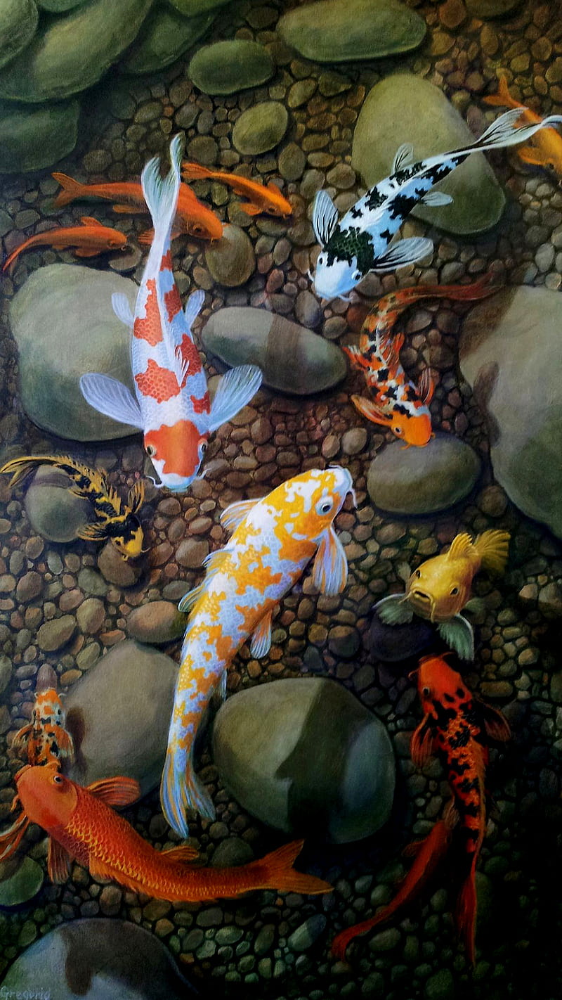 Koi fish, clown, fish, koi, pool, stones, HD phone wallpaper | Peakpx