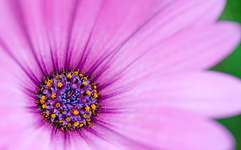Purple flowers macro-flower graphy, HD wallpaper | Peakpx