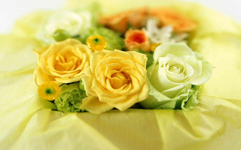 bouquet , a bouquet of roses, roses, green roses, yellow roses, rose, HD wallpaper