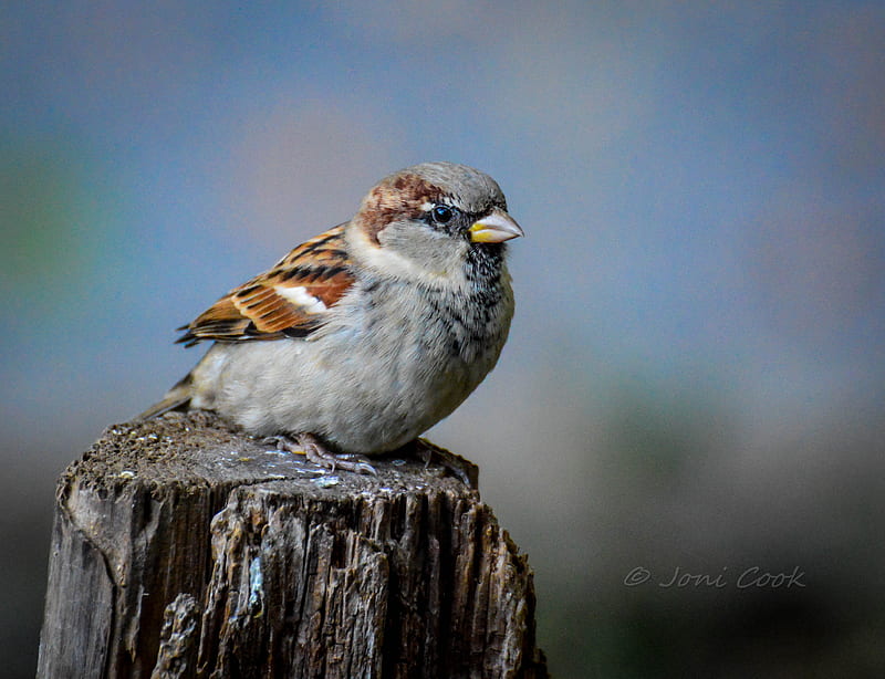 Sparrow, birds, HD wallpaper