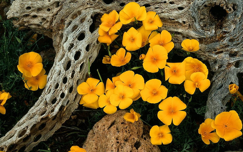 mexican_goldpoppies_oregonpipe_cactus_national_monument_arizona, tree, grass, mexican-goldpoppies-oregonpipe-cactus-national-monument-arizona, flowers, yellow, nature, HD wallpaper