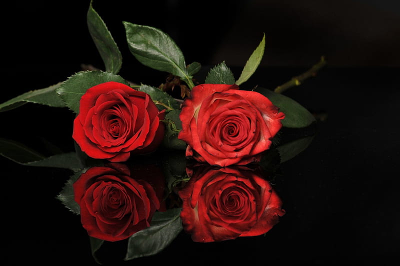 Roses, red, flowers, soft, HD wallpaper | Peakpx