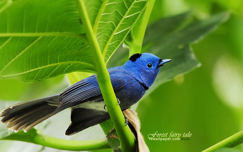 Blue Bird-Black naped Blue Flycatcher bird, HD wallpaper