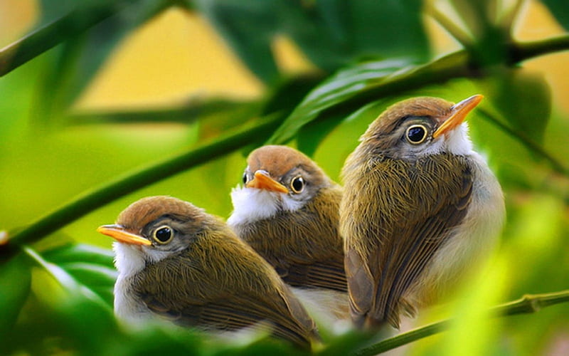 three bird branch-Animal, HD wallpaper