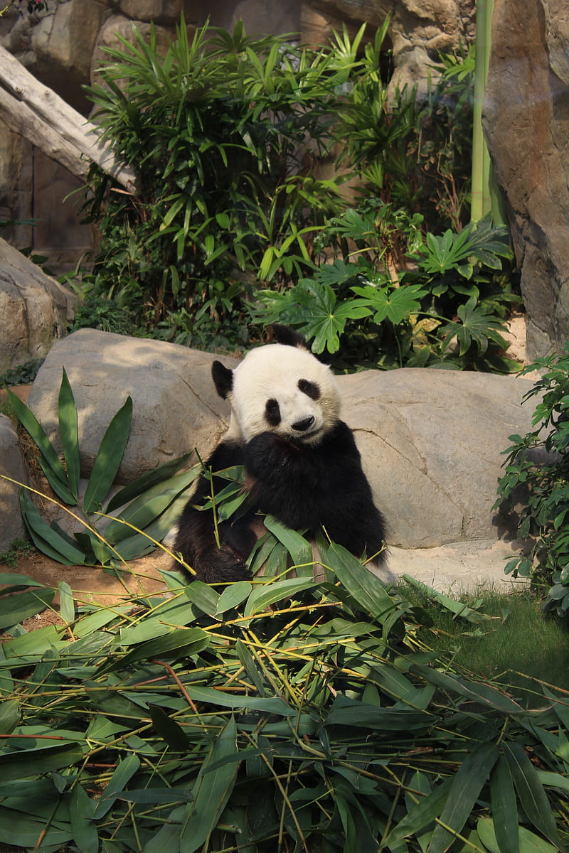 panda, bamboo, funny, animal, HD phone wallpaper