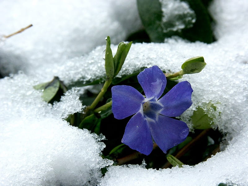 Flower in winter living with effort!!, snow, effort, flower, nature, blue, winter, HD wallpaper