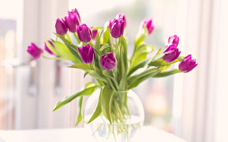 tulips, bouquet of tulips, purple tulips, vase with flowers, HD wallpaper