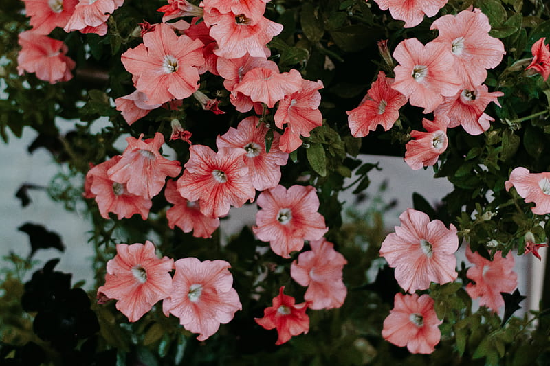 Close-up of Pink Petunia Flowers, HD wallpaper