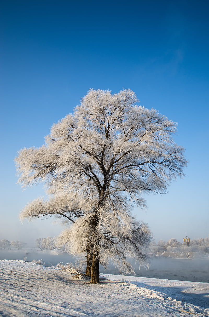 tree, winter, snow, snowy, HD phone wallpaper