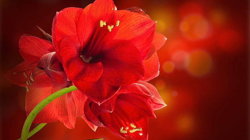 Red Amaryllis Flowers Red Bokeh Background Flowers, HD wallpaper