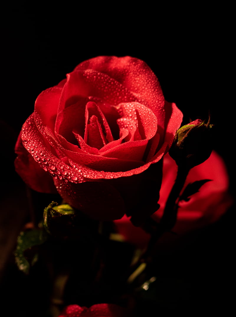 Red rose in bloom in close up graphy, HD phone wallpaper | Peakpx