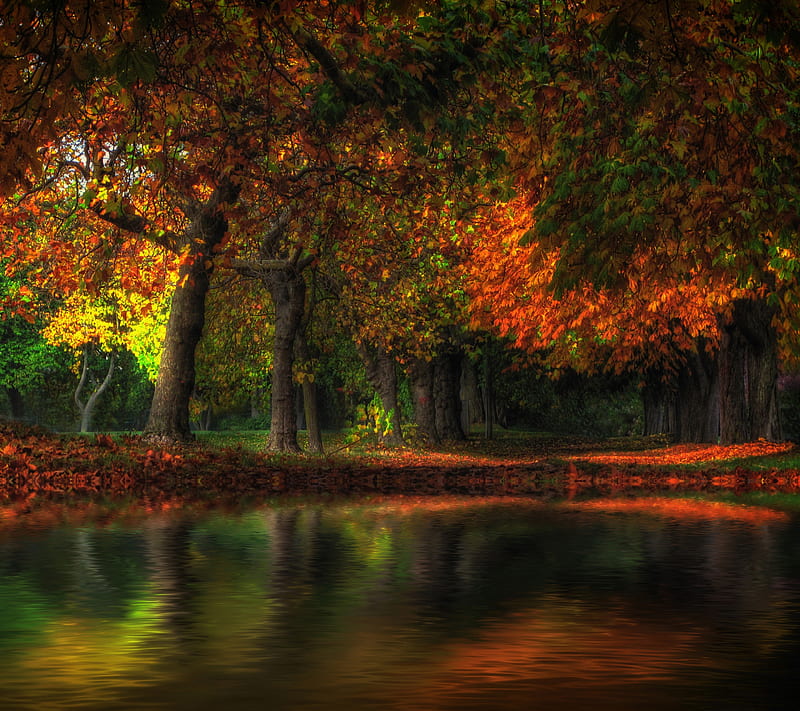 Grove Pond, autumn, fall, forest jungle, leaf, leaves, tree, HD wallpaper