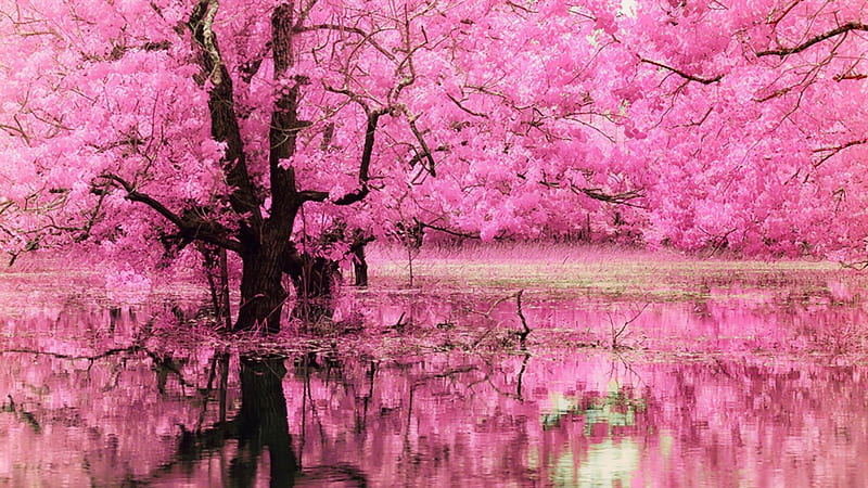 Pink Blossom Reflection, Reflection, Tree, Pink, Blossom, HD wallpaper ...