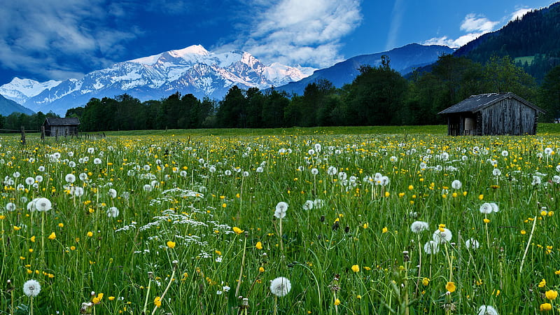 Landscape View Of White Mountains And Closeup View Of Dandelion Flowers Green Grass Plants In White Clouds Blue Sky Background Nature, HD wallpaper