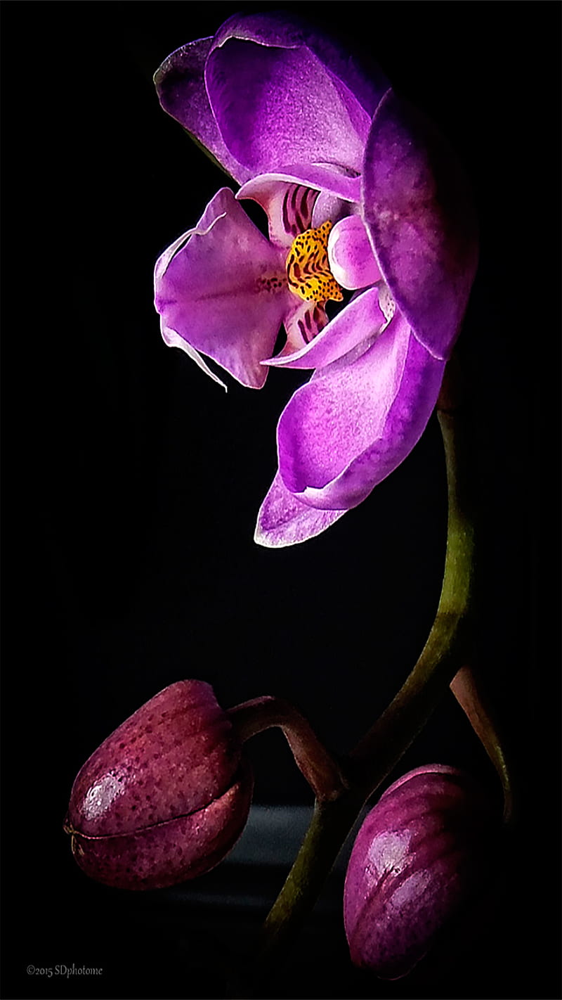 Orquídea en la sombra, negro, flora, flores, macro, naturaleza, orquídeas,  rosa, Fondo de pantalla de teléfono HD | Peakpx