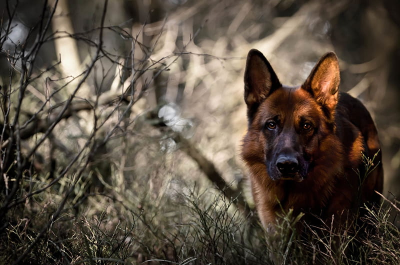 i'm watching you, forest, german, grass, dog, shepherd, canine, HD wallpaper