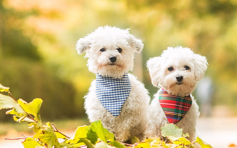 Bichon, white curly dogs, pets, cute animals, puppies, dogs, HD wallpaper