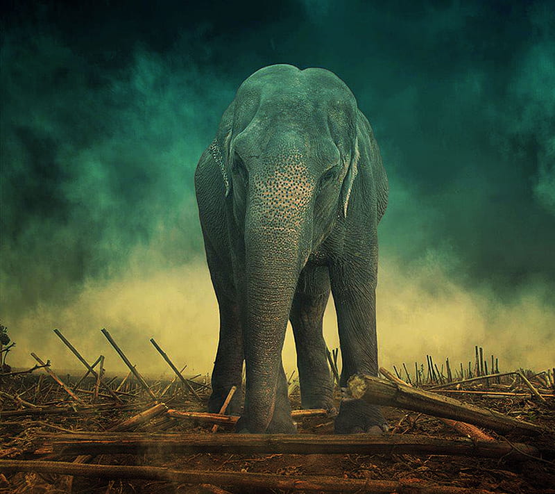 Elephant, africa, saguaro, HD wallpaper
