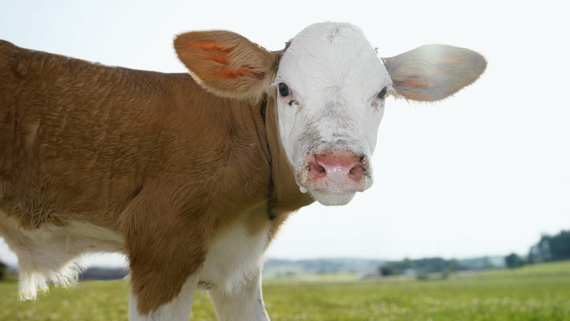 Calf, Heifer, Cow, Young, HD wallpaper