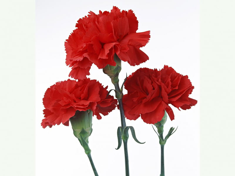 Carnations, flower, red, nice, HD wallpaper