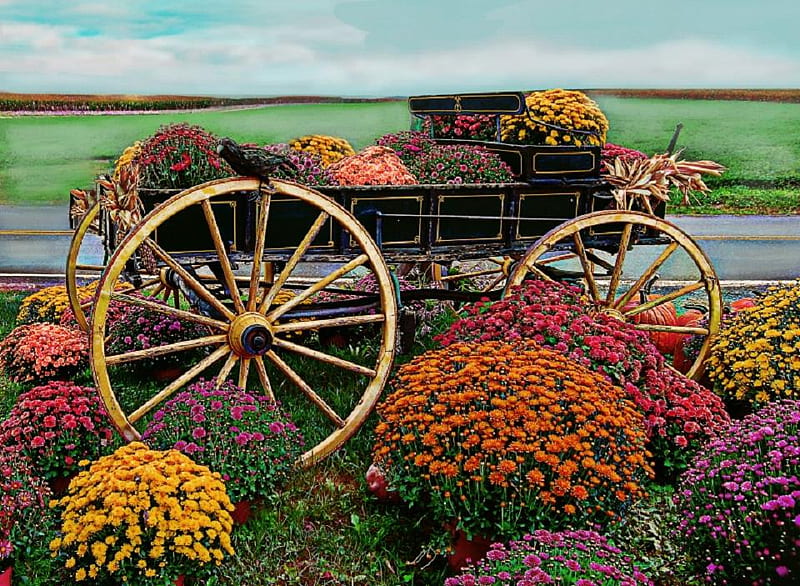 On a country road in Pensylvannia., wagon, cart, flower, wheel, road, landscape, HD wallpaper