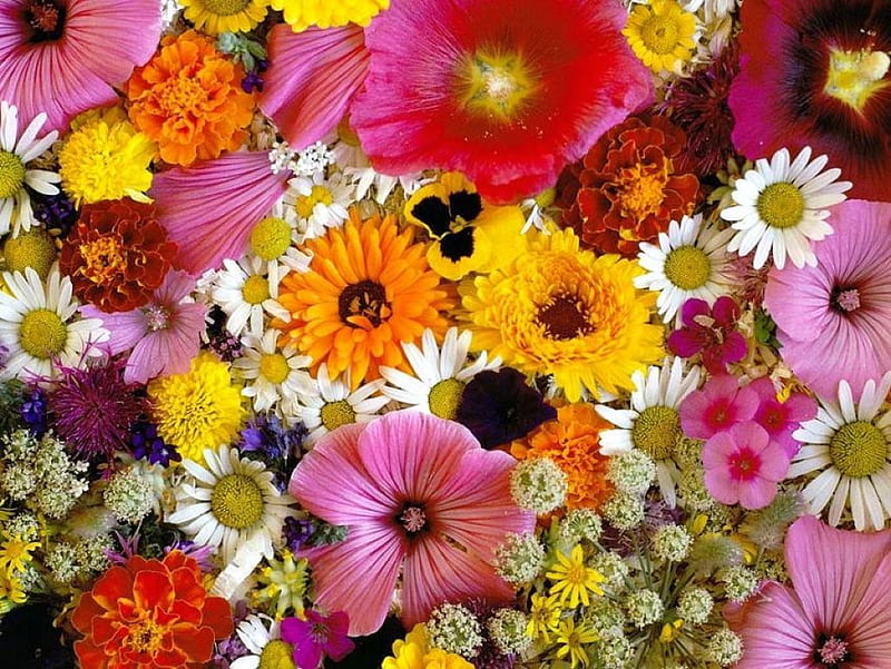 Mixed-Flowers, flowers, colors, bonito, mixed, HD wallpaper | Peakpx