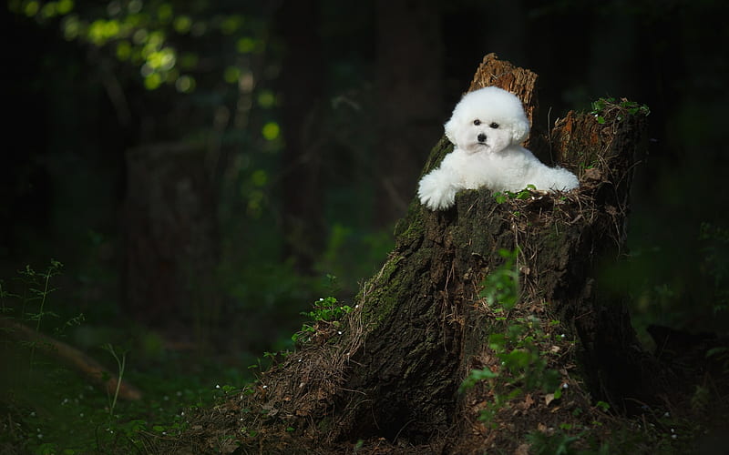 Bichon Frise, white fluffy dog, pets, puppies, HD wallpaper
