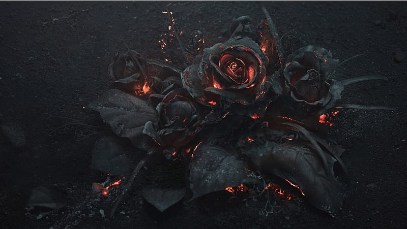 Rose Ash Burning Black, HD wallpaper