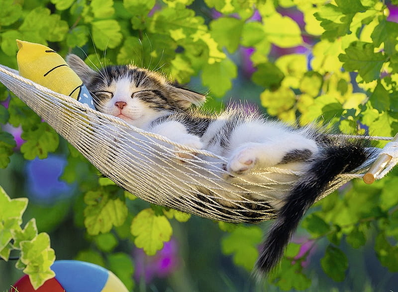Kitten on holiday, hammock, animal, cute, vara, green, summer, funny, kitten, pisica, HD wallpaper