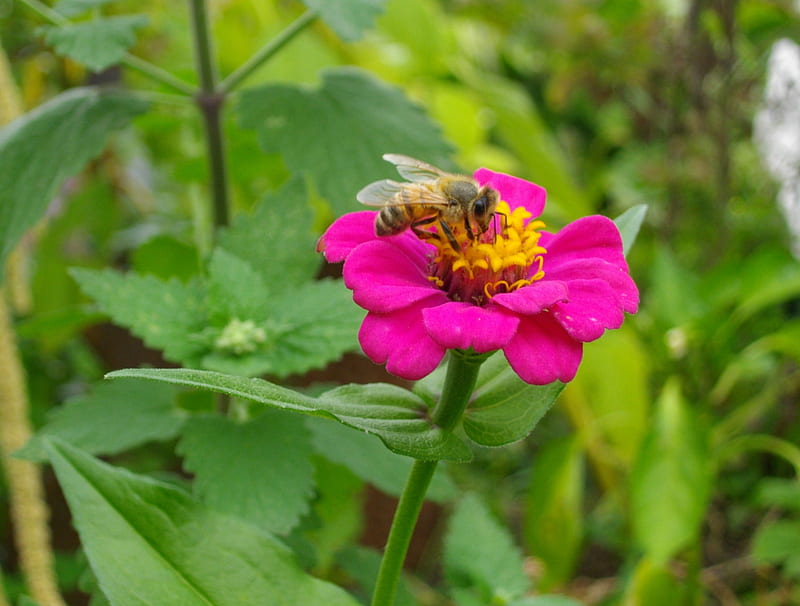 Bee On A Beautiful Flower, flowers, nature, pollen, bees, HD wallpaper