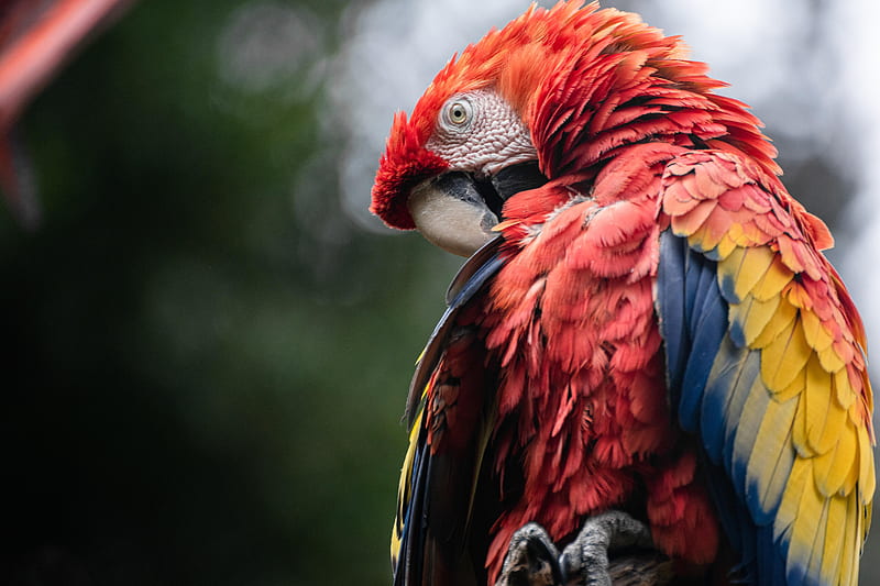 Birds, Scarlet Macaw, HD wallpaper