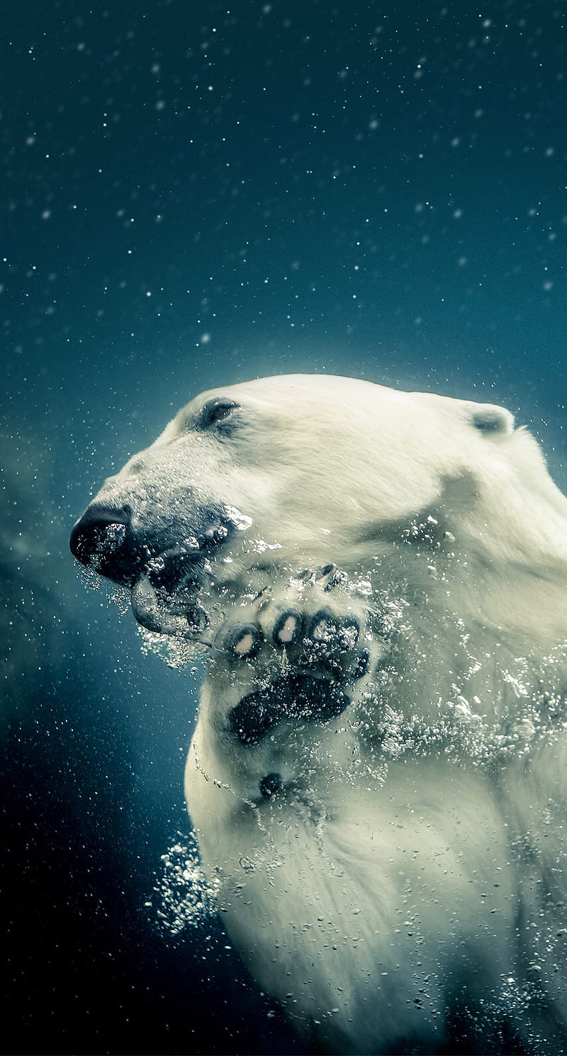 White Polar Bear, polar bear, underwater, HD phone wallpaper
