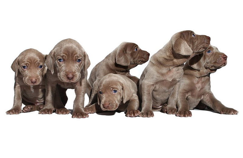 Weimaraner puppies, weimaraner, baby, puppy, dog, sweet, HD wallpaper