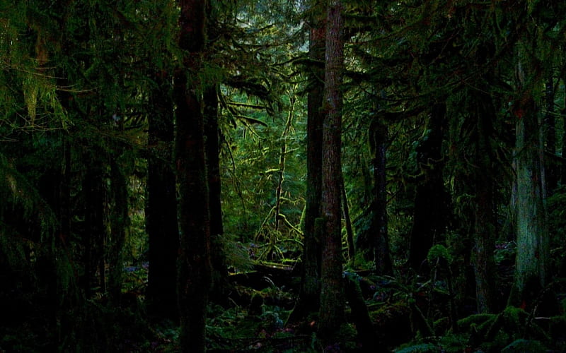 Stream in Dark Green Forest  Free Stock Photo