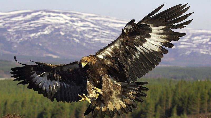 El águila real, águilas, pájaros, rapaces, bonito, Fondo de pantalla HD |  Peakpx